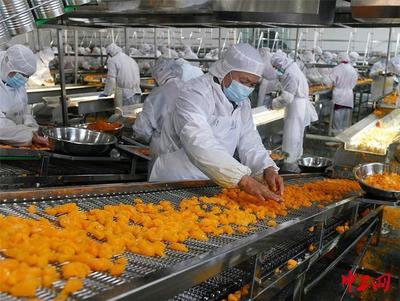 湖北宜昌 柑橘加工企業生產忙，助力農產品增值